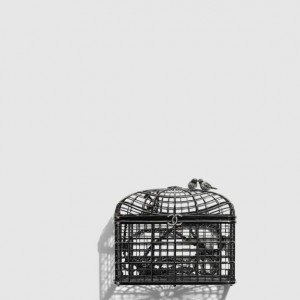 버드케이지 미노디에르 AS5495